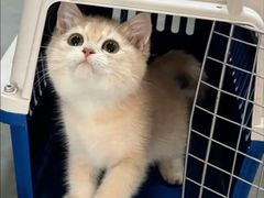 -猫十亿·布偶金渐层·曼基康矮脚猫舍(青年路店)