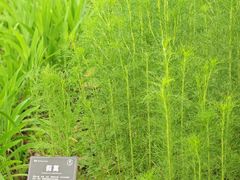 -东莞植物园