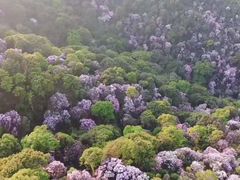 -梧桐山风景名胜区