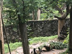 -都江堰中华大熊猫苑