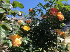 -人民公园(罗湖区)