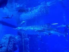 -成都浩海立方海洋公园