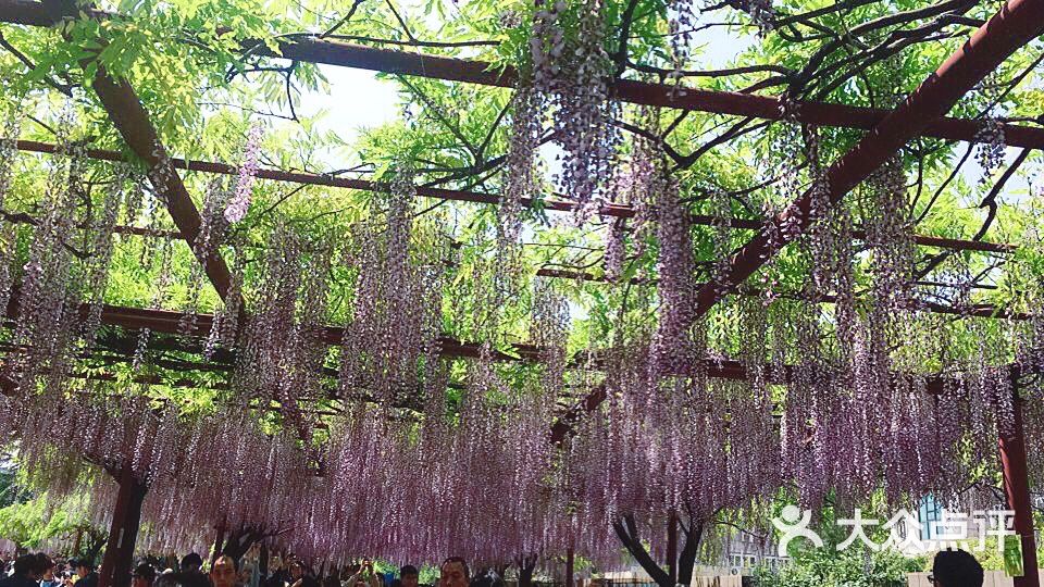 嘉定紫藤園圖片-北京公園-大眾點評網