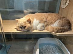 -BABIT巴比特宠物(MOMOPARK店)