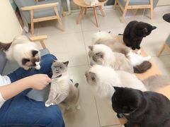 -鼓捣猫呢主题猫咖店