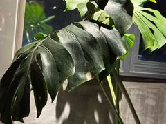 -扬州狮子楼·非遗淮扬菜(东关街店)