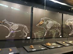 -北京周口店北京人遗址博物馆