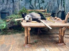 -深圳野生动物园