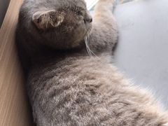 -喵园·猫主题咖啡厅·撸猫·猫咖(国贸店)