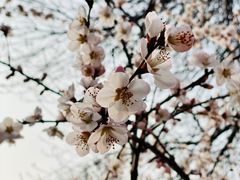 -桃花堤公园