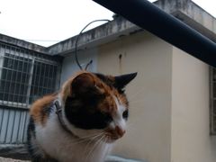 -猫咪博物馆(顶澳仔猫街店)