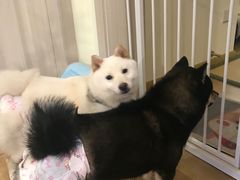 -柴犬小屋·柴餐厅·狗咖食堂(金鼎广场店)