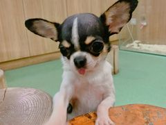 -藦茜花园宠物主题亲子互动体验馆(国顺东路店)