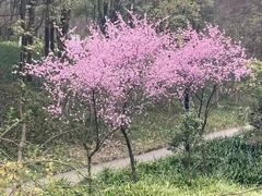 -重庆彩云湖湿地公园