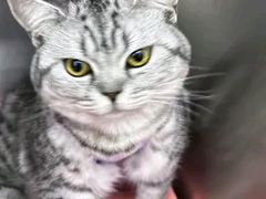 -爱妮康宠物医院·干细胞免疫细胞·肿瘤·心脏(张江店)