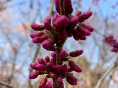 景点-汉拿树木园