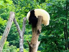 -都江堰中华大熊猫苑
