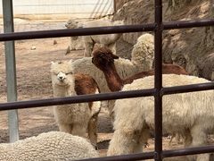 -青藏高原野生动物园