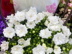 -循礼门鲜花花市(武汉循礼门店)