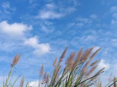 -桤木河湿地公园