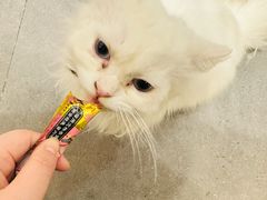 -飞行喵MR PILOT|猫舍·猫咖(静安大融城店)