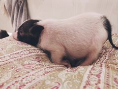 猪猪-浣熊柯尔鸭土拨鼠·电玩咖