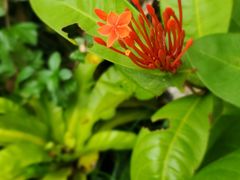 -深圳仙湖植物园