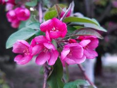 -海棠花溪(元大都城垣遗址公园)