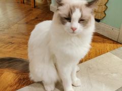 -猫小院猫主题餐厅(三里屯店)