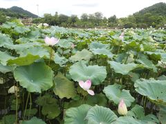 -红山村
