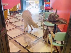 -猫色咖啡·猫咖