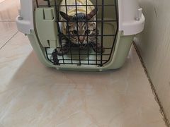 -康爱犬猫诊所·牙专科·骨外科·影像内科(丰宁店)