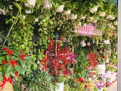 -溪岸路花鸟市场