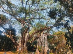 -瑞丽独树成林风景区