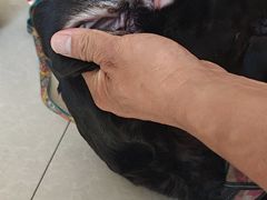 -瑞派福兴宠物医院犬猫全科·骨科·中西医结合(河东店)