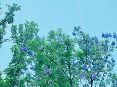 -海棠烟雨公园