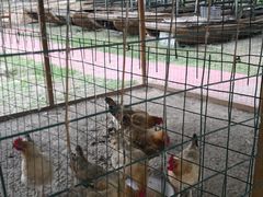 -白渔泡湿地公园