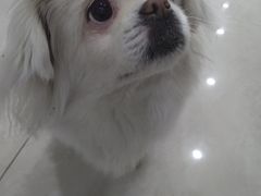 -瑞鹏动物医院宠美康(扬子江路分院)