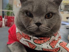 -歎雪糕低糖低脂Gelato冰淇淋