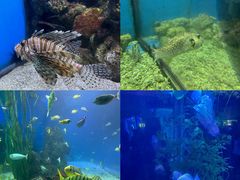 -大连老虎滩海洋公园