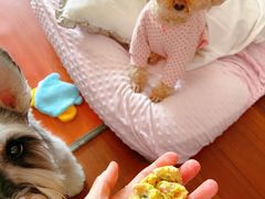 -爱侣宠医·鹦鹉专科·小型哺乳类·异宠专科(灵石路店)