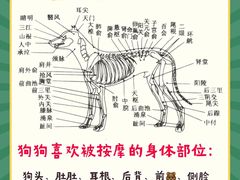 -翊宠yipet猫狗购宠庄园犬舍•猫舍