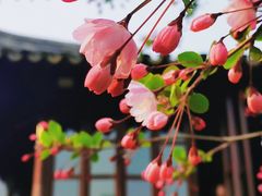 -留园