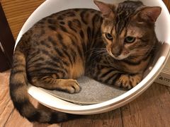 -more than meow吴止猫主题餐厅(承德 中船汇店)