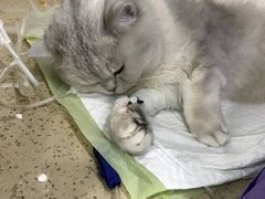 -伟伟宠物医院·CT影像中心·瑞派犬猫综合性门诊(汉口总院)
