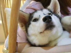 -Husky Go! 哈士奇体验馆·宠物咖啡厅狗咖