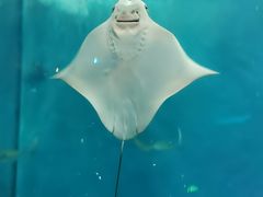 -上海海洋水族馆