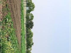 -上海都市菜园