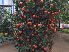 -南通洲际绿博园