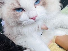 -袖虎·猫馆(体育西路店)